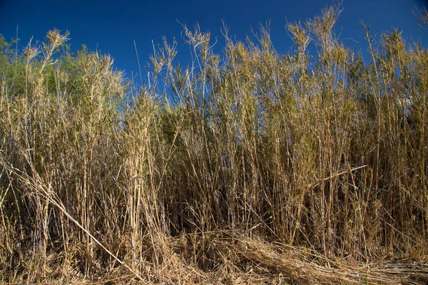 Dry Grass Forest — Stock Photo, Image