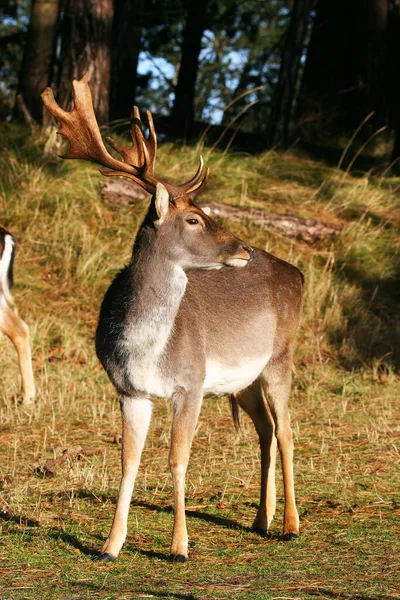 View Deer Wild — Stock Photo, Image