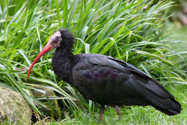 草の中の黒と白のコウノトリ — ストック写真