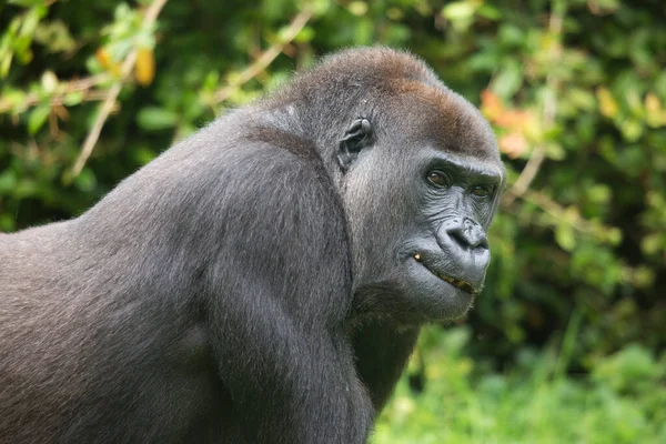 Gorilla Zoo Natural Habitat — Stock Photo, Image