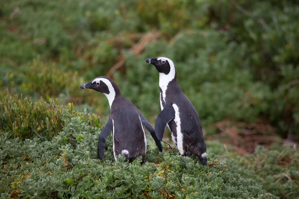 Söta Pingviner Vid Havet Stranden — Stockfoto
