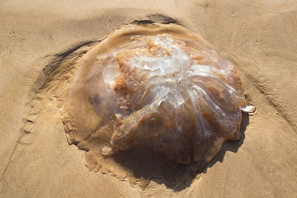 Coquille Mer Sur Plage — Photo