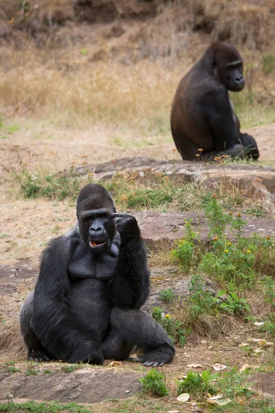 Schwarze Gorillas Zoo — Stockfoto