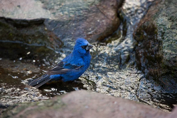 Tiro Perto Pássaro Cauda Azul Sentado Uma Rocha — Fotografia de Stock