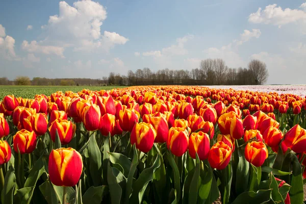 Ausgedehntes Blumenfeld Mit Reihen Roter Tulpen — Stockfoto