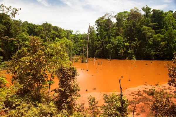 Zielony Obszar Dżungli Zalany Błotnistą Wodą — Zdjęcie stockowe