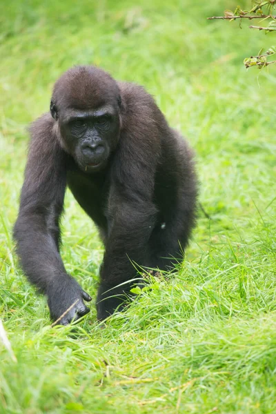 Westlicher Flachlandgorilla Der Über Das Grasfeld Der Nähe Des Offenen — Stockfoto