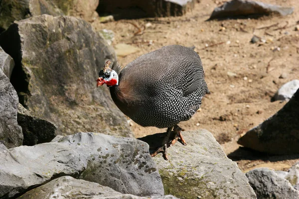 Primer Plano Hermoso Pájaro — Foto de Stock