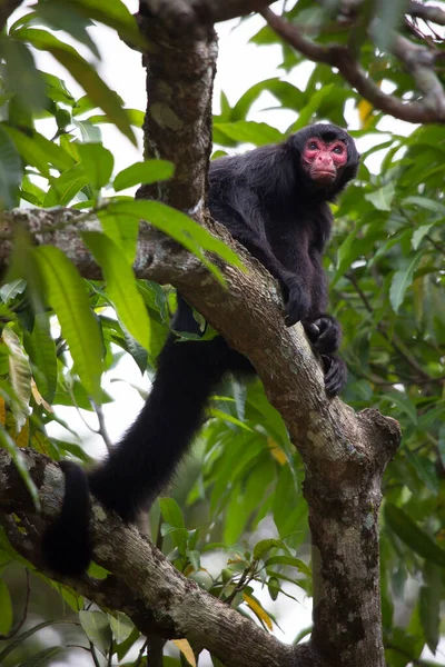 Macaco Selva Habitat Natural — Fotografia de Stock