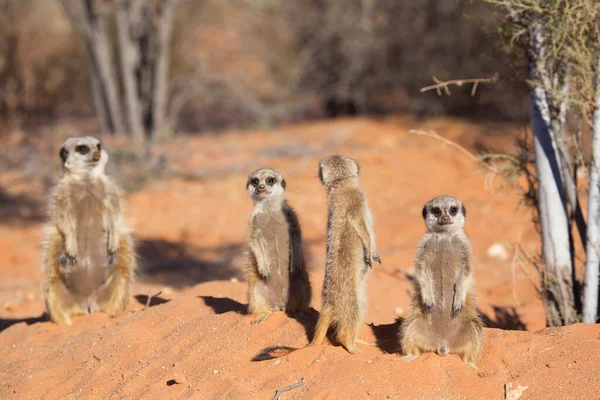 Família Multidão Meerkat Suricate Suricata Suricatta Sob Vigilância Areia Vermelha — Fotografia de Stock