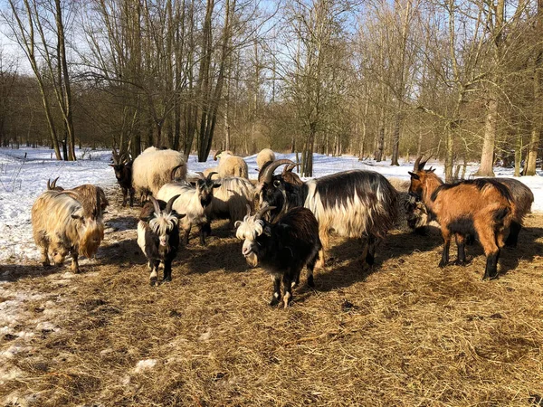Troupeau Chèvres Dans Pâturage — Photo