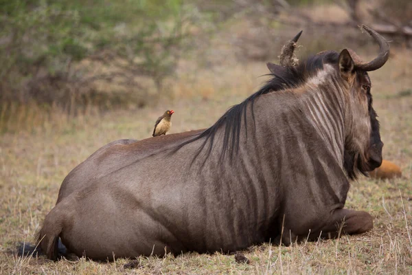 Wildebeest Appoggiato Terra Savana — Foto Stock