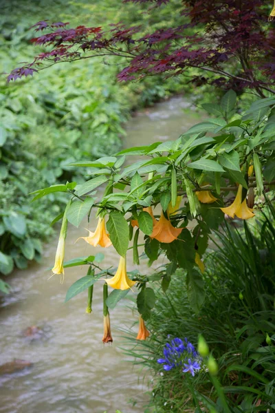 Belles Fleurs Jaunes Dans Jardin — Photo