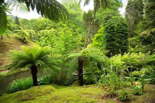 Forêt Tropicale Verte Dans Jungle — Photo