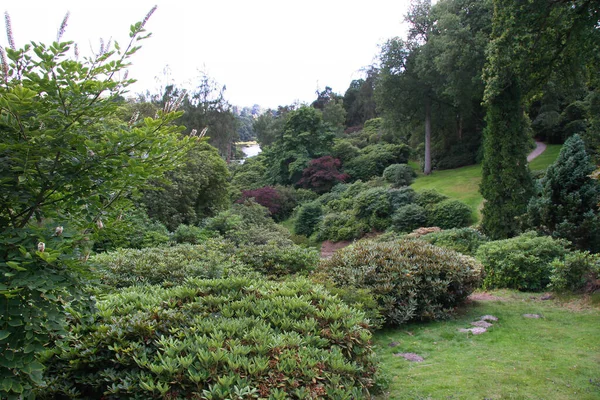 Mooi Botanisch Schot Natuurlijk Behang — Stockfoto