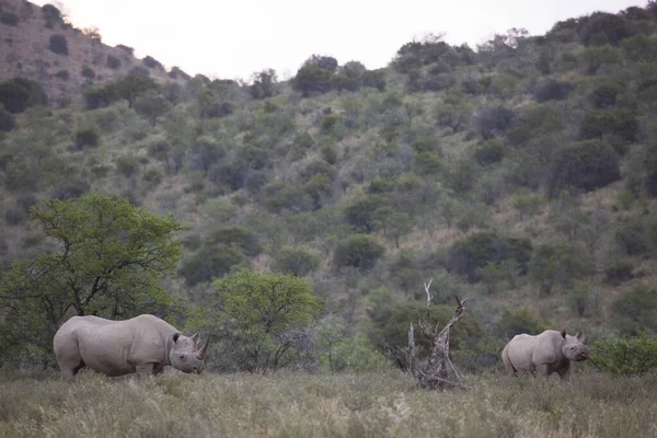 아프리카 대초원에 코뿔소의 — 스톡 사진