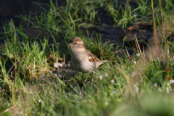 Pájaro Sobre Una Hierba Verde — Foto de Stock