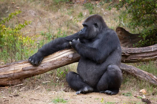 Gorila Negro Sentado Suelo — Foto de Stock