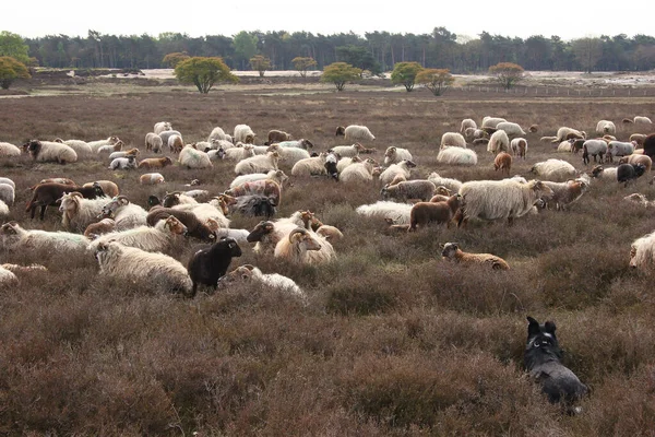 Flock Sheeps Field — Stock Photo, Image