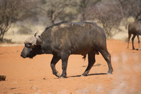Toro Bufalo Africano Del Capo Syncerus Caffer Passeggiando Sulla Sabbia — Foto Stock