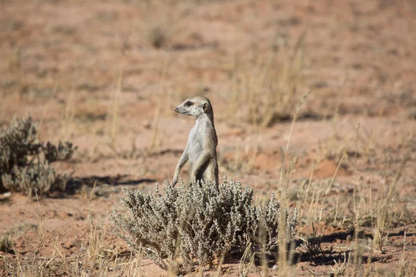 Famille Foule Suricates Suricates Suricata Suricatta Garde Sur Sable Rouge — Photo