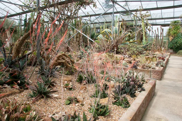 Zbliżenie Soczyste Kaktusy Rosnące Szklarni — Zdjęcie stockowe