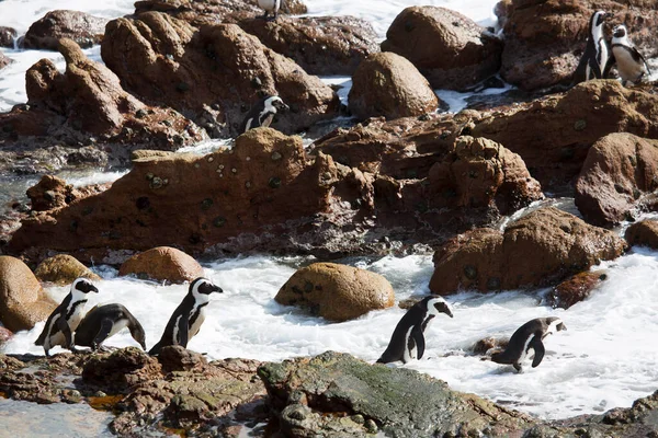 Promenader Och Resande Fot Afrikansk Eller Svartfotad Pingvin Spheniscus Demersus — Stockfoto