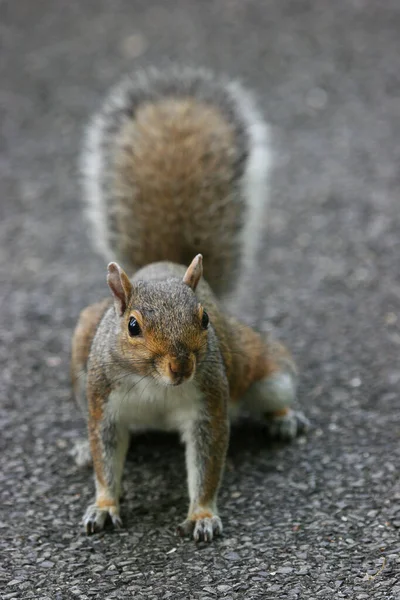 Eichhörnchen Auf Dem Boden — Stockfoto