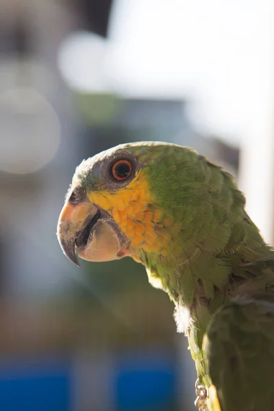 Blick Auf Einen Tropischen Vogel Natürlichem Lebensraum — Stockfoto