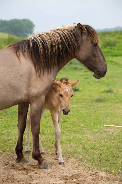 Free Roaming Wilde Konik Paarden Langs Rivieroever Dijken Moeder Liefde — Stockfoto