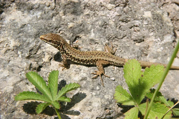 Lagarto Estado Selvagem — Fotografia de Stock