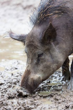 Afrika kökenli genç bir Amerikan yavrusunun ormanda çekilmiş yakın plan fotoğrafı.