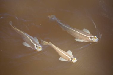 Çamurlu nehir suyunda yüzen balık