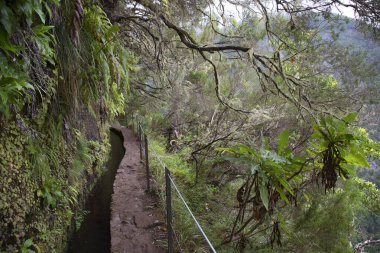 Ormandaki güzel yol manzarası