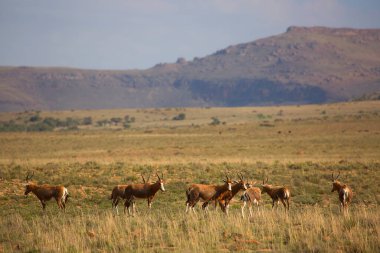 Doğadaki bir grup antilop. Ulusal Park