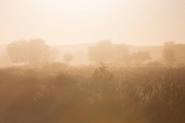 Ormanda sisli bir sabah