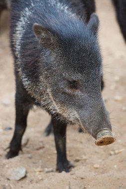 yaban domuzu Hayvanat Bahçesi