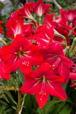 Bahçenin güzel kırmızı çiçekleri