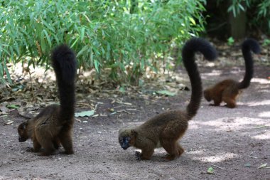 Hayvanat bahçesindeki bir grup şirin maymun.