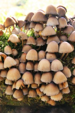 Ormanda yetişen mantarların yakın çekimi