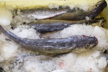 Buz içinde belgili tanımlık çarşı üstünde taze çiğ balık