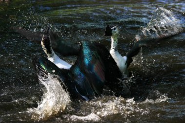 Nehir suyundaki büyük kuşlar