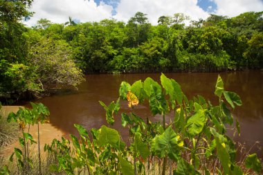 Yeşil ormandaki güzel nehir manzarası