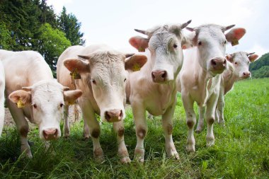 Yeşil çayırlarda otlayan inek sürüsü.