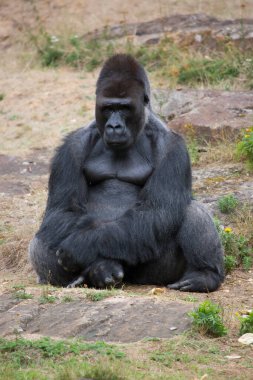 Hayvanat bahçesinde siyah goril