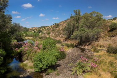 Akdeniz bölgesinde küçük Oleander ağaçları