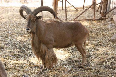 Barbary sheep, Ammotragus lervia, kept in quarantine in an enclosure to reintroduce into the wild again clipart