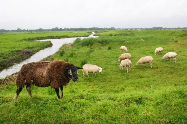 Yeşil çayırlarda otlayan koyunların manzarası  