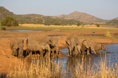 Afrika savanası filleri banyo yapıyor, oynuyor ve kendilerine su ve çamur püskürtüyorlar.