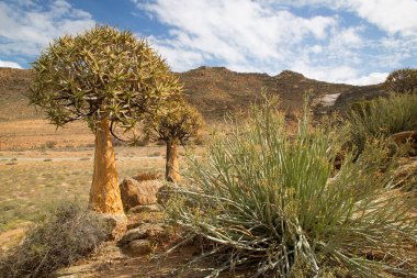Titrek ağaçlar veya Kokerboom ormanı, Aloidendron ikilemi, Karoo bölgesinin tipik ıssız kayalık çöl manzarası ve Nothe Cape